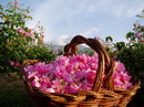Rosier,ورد,قیزیل گل,گل سرخ